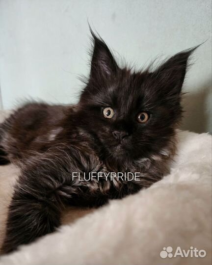 Мейн-кун питомник fluffypride