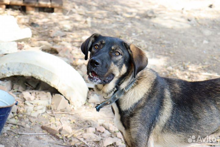 Крупная собака