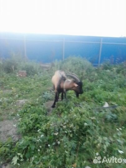 Продается козлик чешский