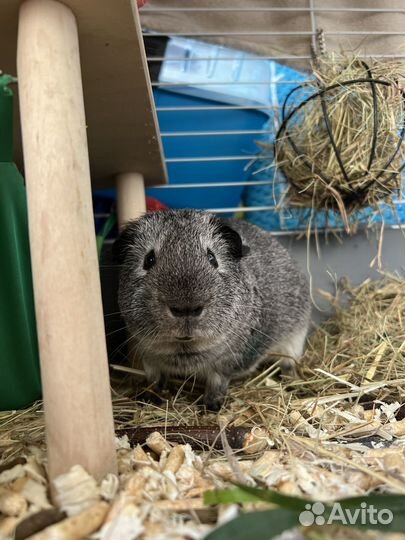 Морская свинка вязка (мальчики)