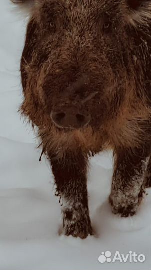 Кабан вальерного содержания