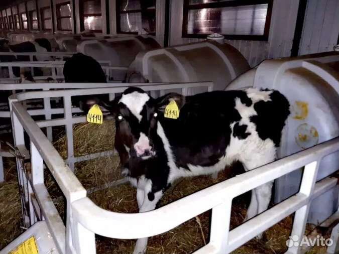 Телята бычки