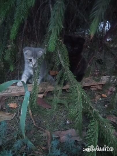 Котята в добрые руки бесплатно девочка