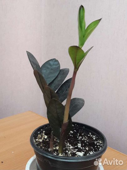 Замиокулькас Black Raven и замикро