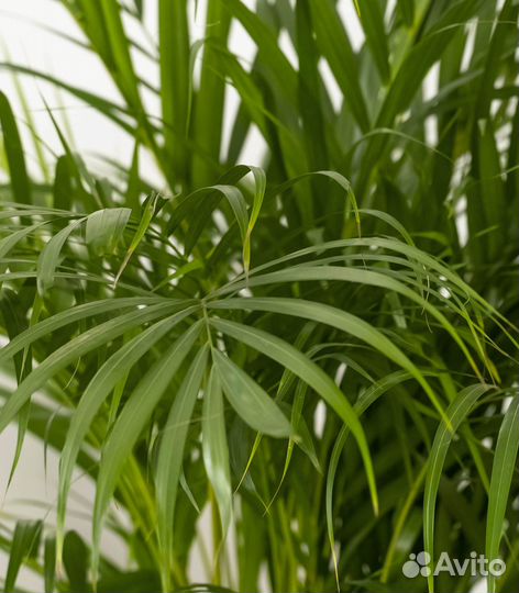 Пальма в офис, магазин цветов