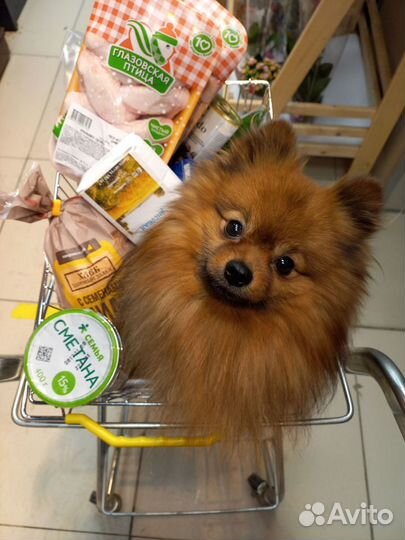 Вязка мальчик Шпиц