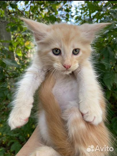 Котята мейн-кун