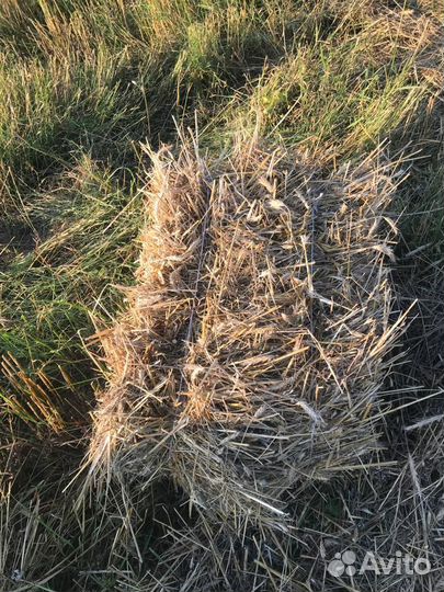 Солома в кипах 2023