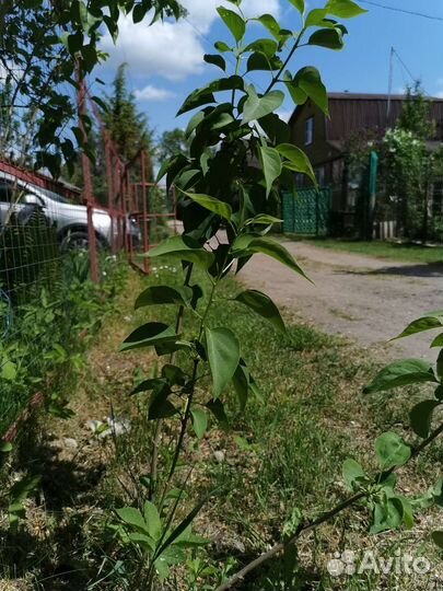 Саженцы сирени махровой