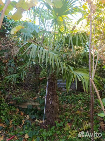 Пальма трахикарпус