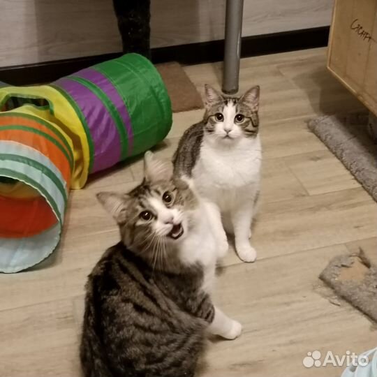 Вместе весело играть