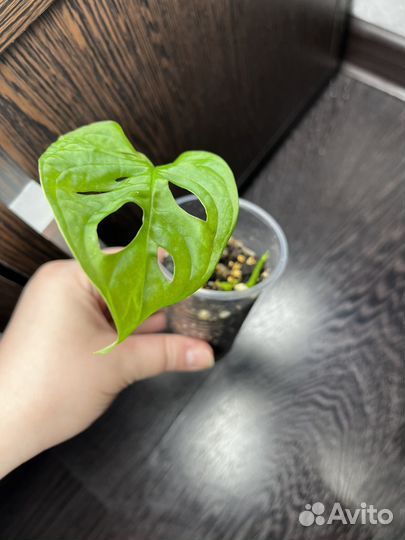 Монстера адансона