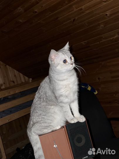 Отдам бесплатно