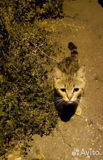 Молодой котик