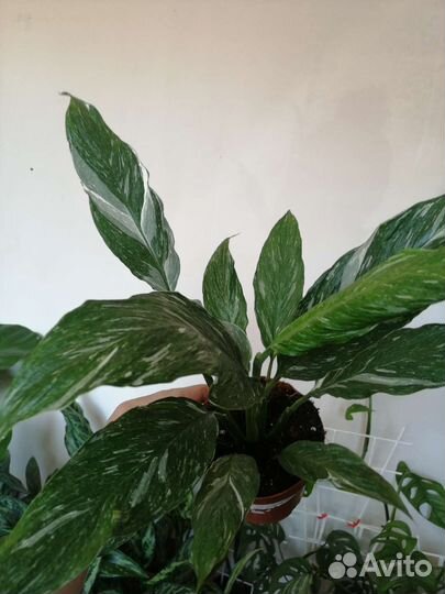 Спатифиллум даймонд