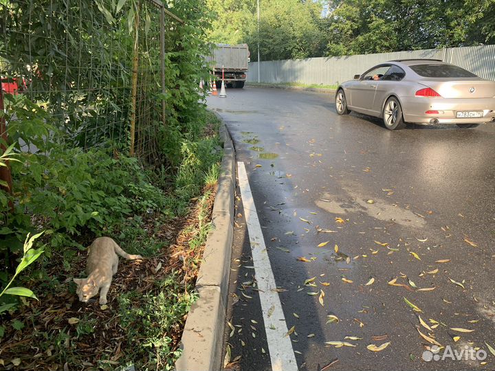 Котик в добрые руки, живет возле автозаправки