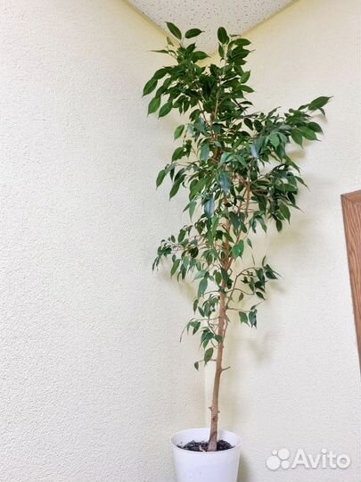 Фикус бенджамина в заботливые руки