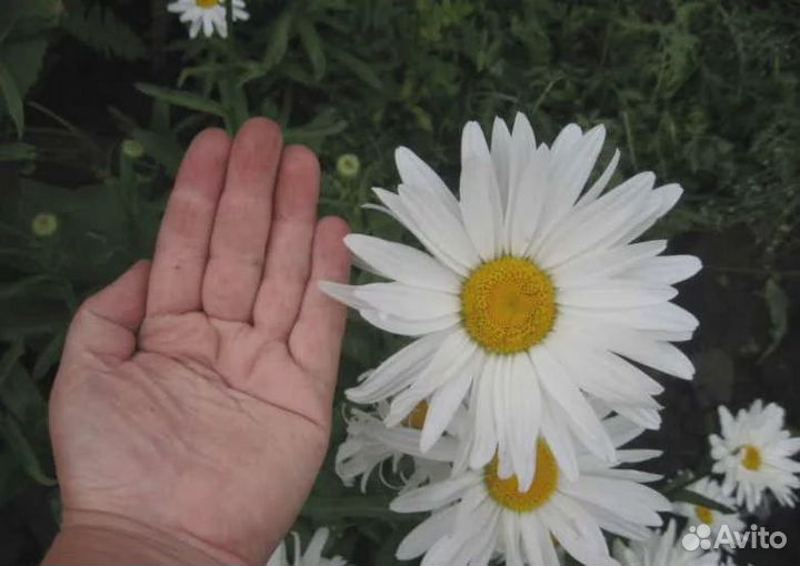 Ромашка крупная садовая