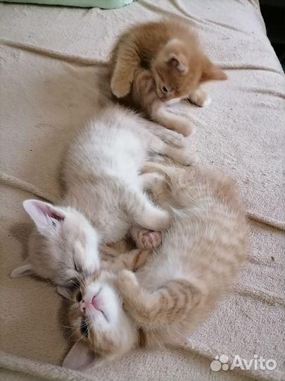 Рыжие котята