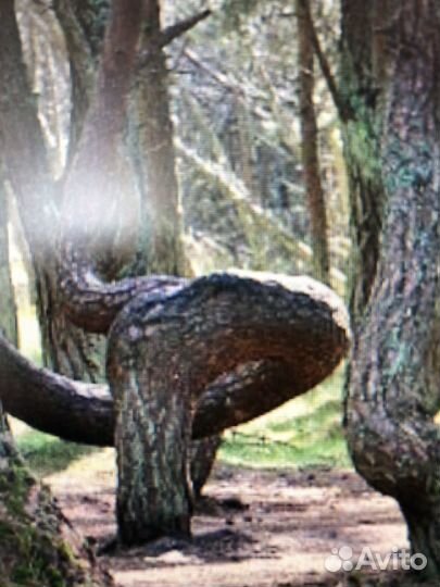 Инд-е Экскурсии на Куршскую косу из Зеленоградска