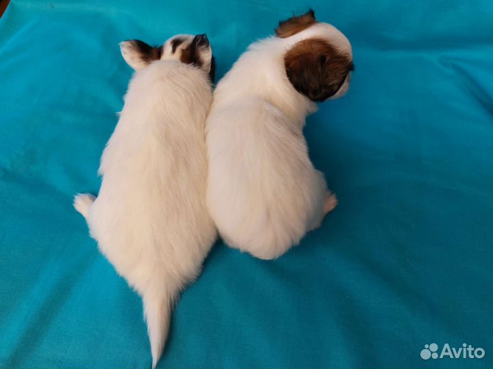 Щенки папийона