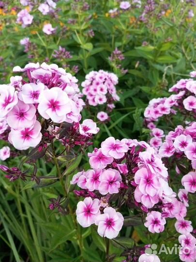 Флоксы многолетние