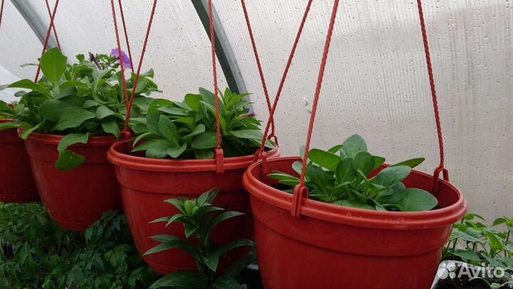 Чална Рассада овощей и цветов