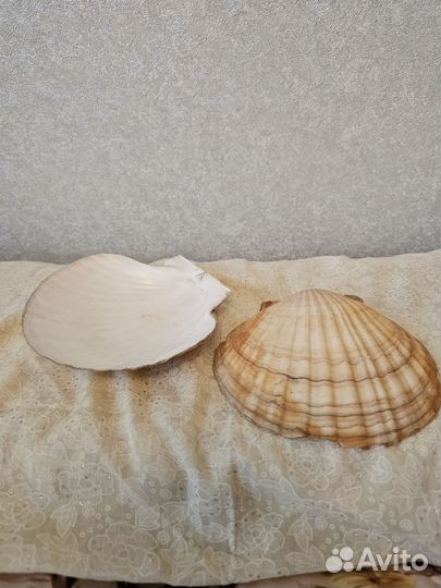 Ракушка настоящая