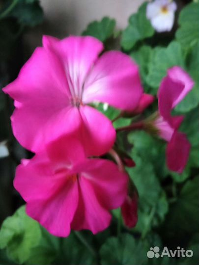 Пеларгония герань/Сортовые срезы