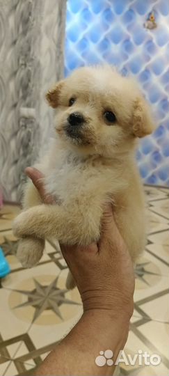 Мини собака