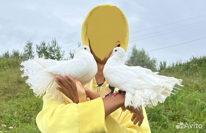 Голуби Королевские Павлины