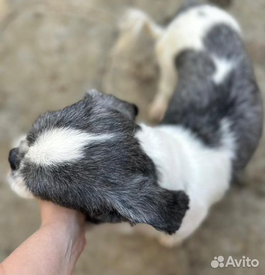 Ши-тцу мальчик 2 года