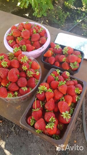 Саженцы ремонтантной клубники Альбион