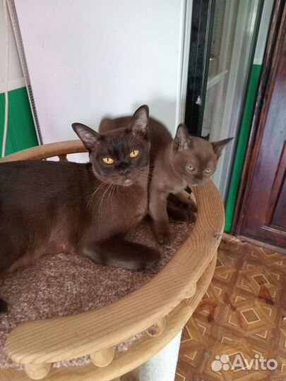 Продам котят