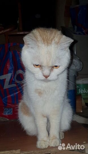 Британский кот в добрые руки