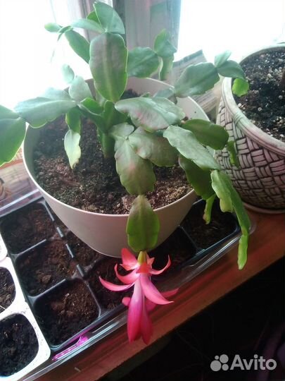 Домашние цветы