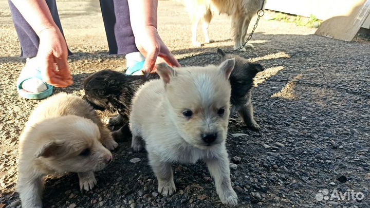Собака в добрые руки отдам бесплатно