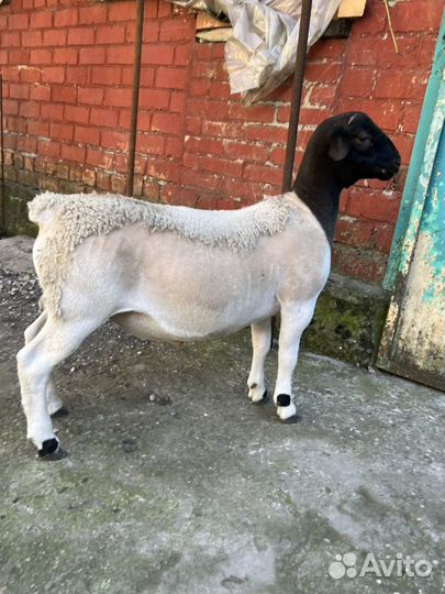 Баранчик дорпер