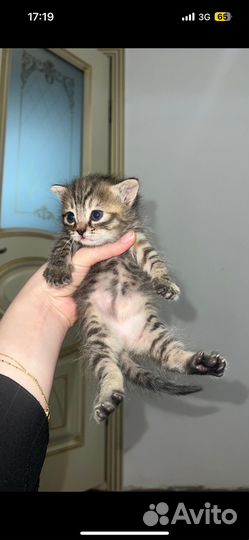 Котята в добрые руки даром девочка