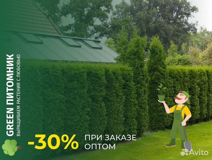 Туи крупномеры Брабант