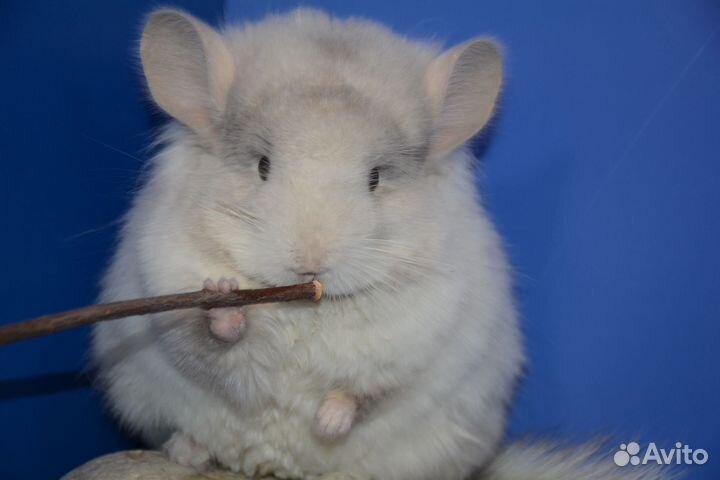 Шиншиллы ангоры и носители