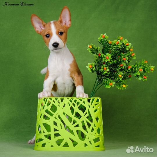 Басенджи щенки РКФ, привиты, приучены