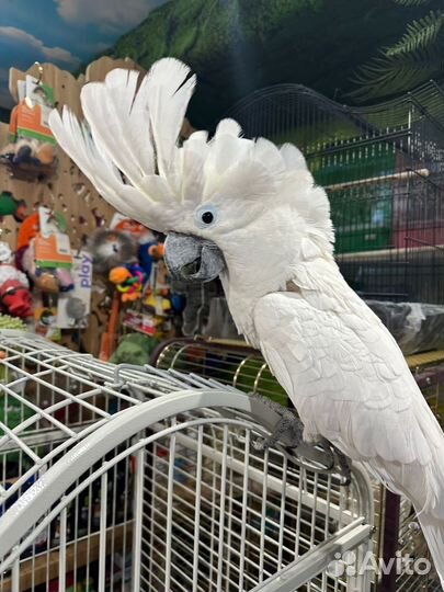 Попугай какаду ручной