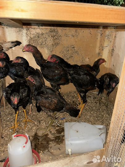 Бойцовые Петухи