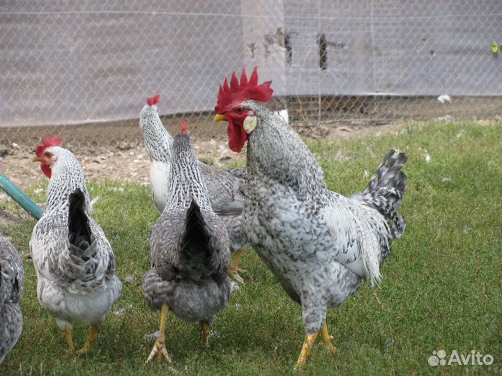 Инкубационное яйцо Борковская Барвистая, Плимутрок