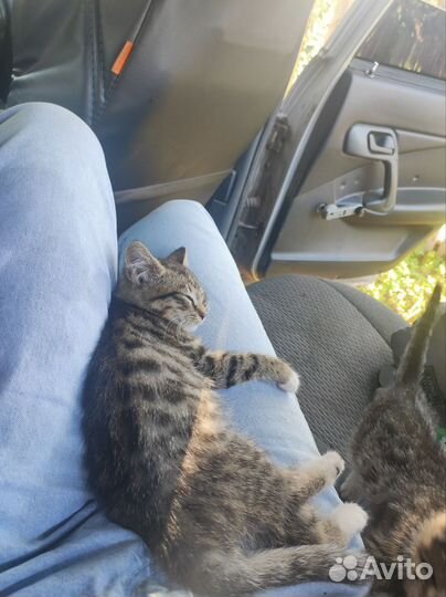 Кошка в дар