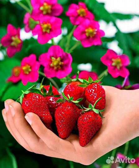 Клубника с розовыми цветами в наличии
