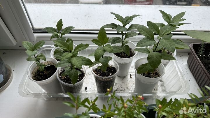 Соланум, антуриум, гранат