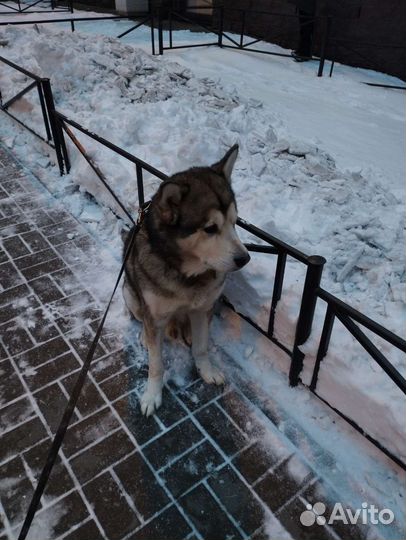 Выгул собак