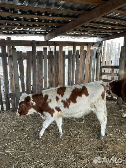 Телка обмен на бычка